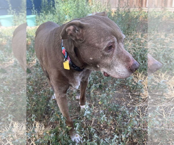 Medium Photo #2 American Pit Bull Terrier-Unknown Mix Puppy For Sale in Aurora, CO, USA