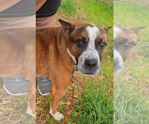 Boston Terrier-Unknown Mix Dogs for adoption in McDonough, GA, USA