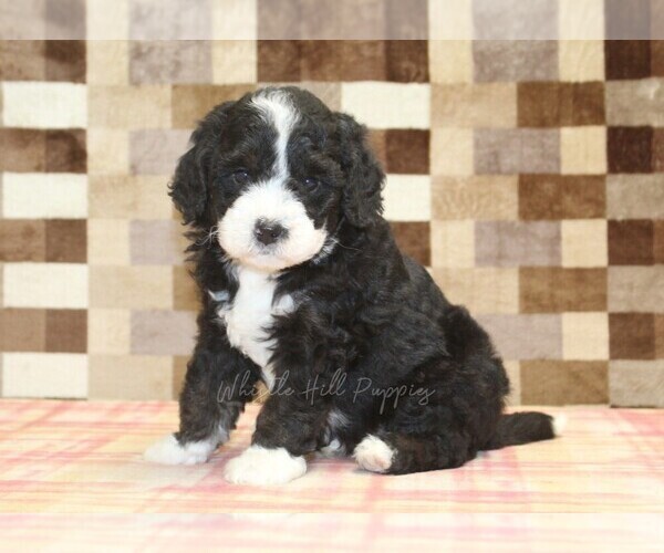 Medium Photo #5 Bernedoodle (Miniature) Puppy For Sale in DENVER, PA, USA