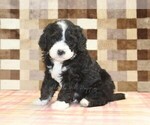 Small #4 Bernedoodle (Miniature)