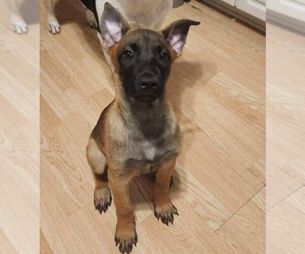 View Ad Belgian Malinois Puppy for Sale near Illinois, CAMBRIDGE, USA