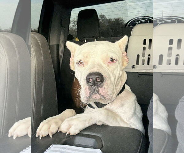 Medium Photo #6 Boxer-Unknown Mix Puppy For Sale in Dumont, NJ, USA