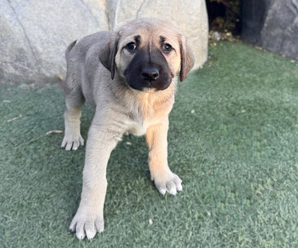 Medium Photo #4 Anatolian Shepherd Puppy For Sale in TEHACHAPI, CA, USA