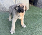 Small Photo #4 Anatolian Shepherd Puppy For Sale in TEHACHAPI, CA, USA