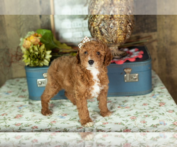 Medium Photo #5 Miniature Labradoodle Puppy For Sale in NAPPANEE, IN, USA