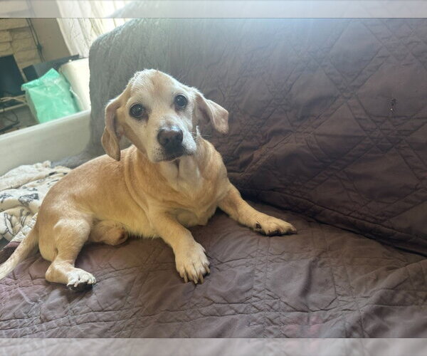 Medium Photo #4 Beagle-Unknown Mix Puppy For Sale in Salt Lake City, UT, USA