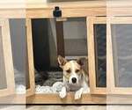 Small Photo #3 American Pit Bull Terrier-Unknown Mix Puppy For Sale in Cave Creek, AZ, USA