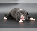 Small American Bully