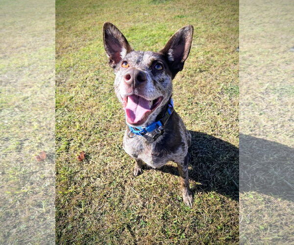 Medium Photo #1 Mutt Puppy For Sale in Rockaway, NJ, USA