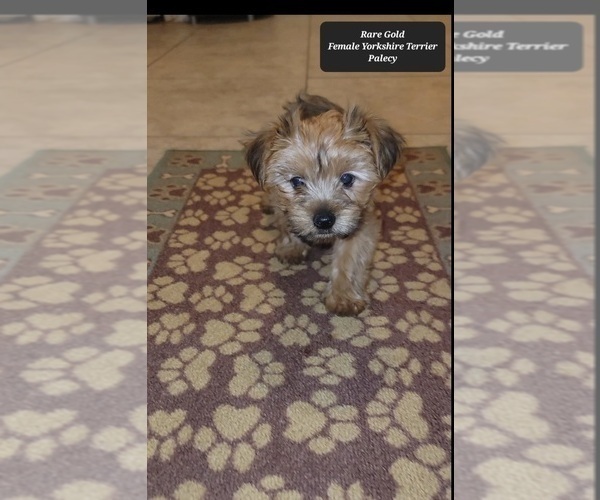 Medium Photo #3 Yorkshire Terrier Puppy For Sale in TUCSON, AZ, USA