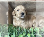 Small Photo #8 Goldendoodle Puppy For Sale in FLOWERY BRANCH, GA, USA