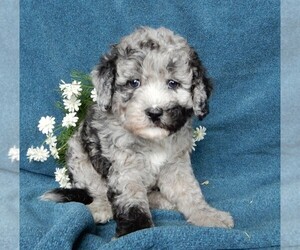 Miniature Labradoodle Dog for Adoption in FREDERICKSBURG, Ohio USA