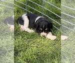 Puppy Tiggy English Springer Spaniel