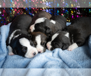 Cardigan Welsh Corgi Litter for sale in OXFORD, MI, USA