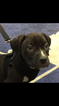 Small Photo #1 American Pit Bull Terrier Puppy For Sale in DOVER, DE, USA