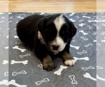 Puppy Boy 2 Australian Shepherd
