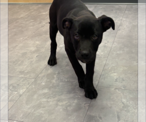 German Shepherd Dog-Unknown Mix Dogs for adoption in Holly Springs, NC, USA