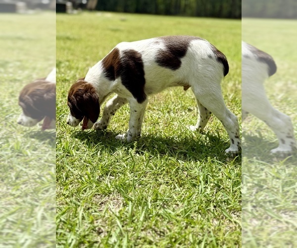 Medium Photo #4 Brittany Puppy For Sale in ORRUM, NC, USA