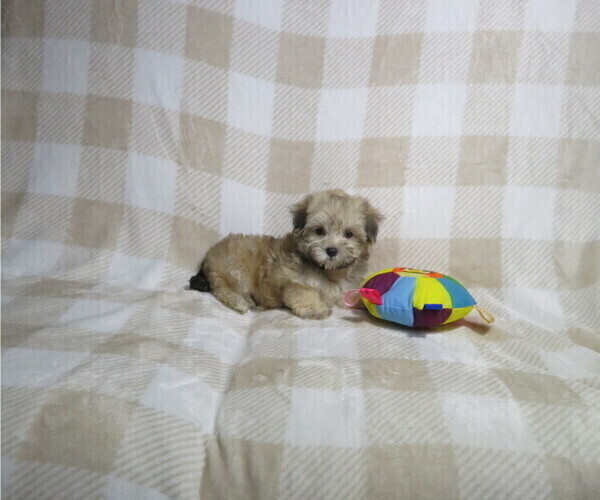 Medium Photo #3 Morkie Puppy For Sale in COOKEVILLE, TN, USA