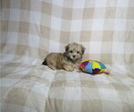 Small #2 Morkie