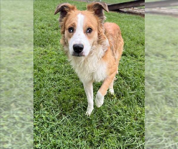 Medium Photo #1 Border Collie-Unknown Mix Puppy For Sale in Conroe, TX, USA