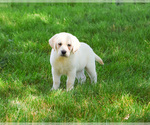 Small #6 Labrador Retriever