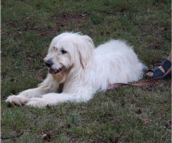 Medium Photo #1 Goldendoodle Puppy For Sale in TIMBERLAKE, NC, USA