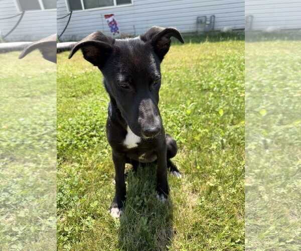 Medium Photo #2 Labrador Retriever-Unknown Mix Puppy For Sale in MIDWAY, UT, USA