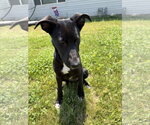 Small #1 Labrador Retriever Mix
