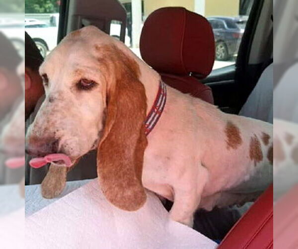 Medium Photo #2 Basset Hound Puppy For Sale in Deepwater, NJ, USA