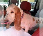 Small #1 Basset Hound