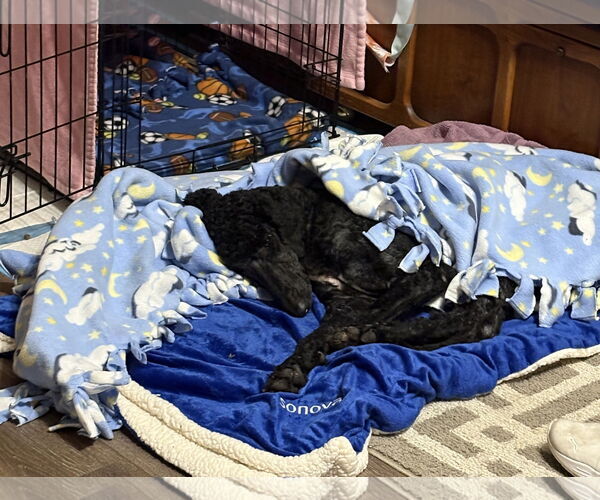 Medium Photo #5 Poodle (Standard) Puppy For Sale in Wheaton, IL, USA