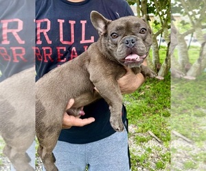 French Bulldog Puppy for Sale in FORT MYERS, Florida USA