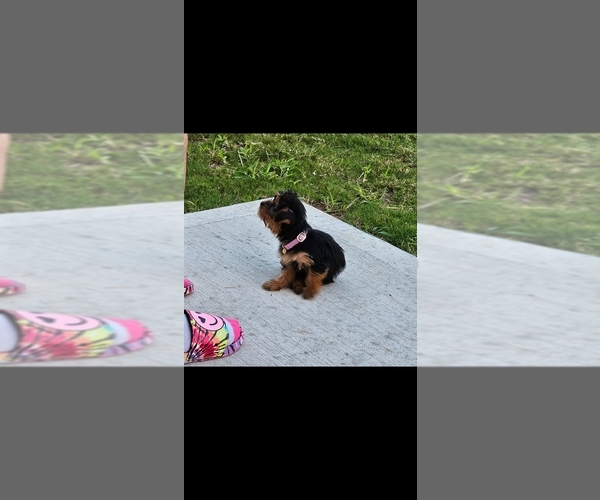 Medium Photo #3 Yorkshire Terrier Puppy For Sale in CONYERS, GA, USA