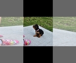 Small #2 Yorkshire Terrier
