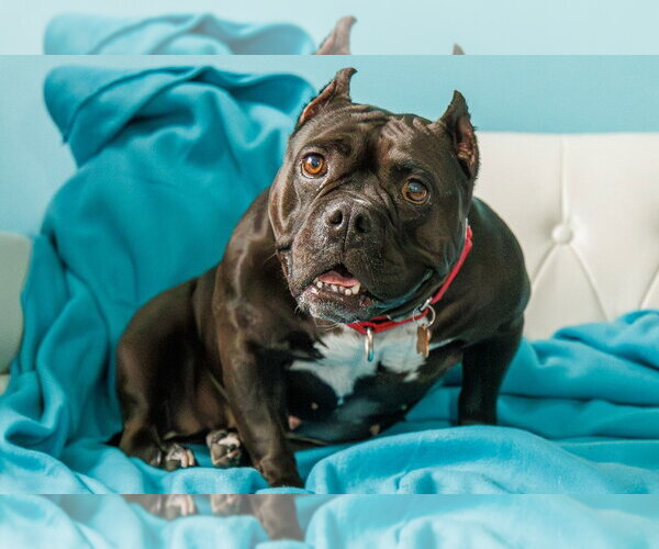 Medium Photo #6 Staffordshire Bull Terrier Puppy For Sale in Minneapolis, MN, USA