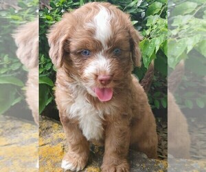 Aussie-Poo-Aussiedoodle Mix Puppy for sale in TAYLOR, TX, USA