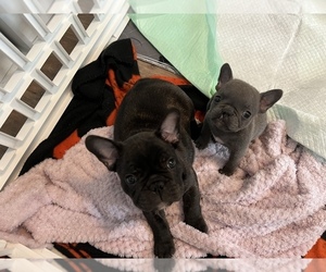 French Bulldog Puppy for sale in GALT, CA, USA