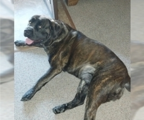 Medium Photo #9 Mastiff Puppy For Sale in MITCHELL, NE, USA