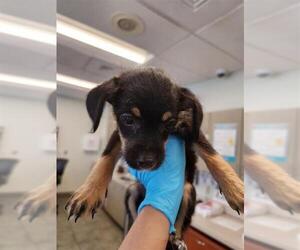 Mutt Dogs for adoption in San Antonio, TX, USA