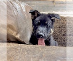 Small Photo #6 German Shepherd Dog Puppy For Sale in BRIGHTON, CO, USA