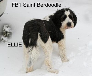 Mother of the Saint Berdoodle puppies born on 02/01/2024