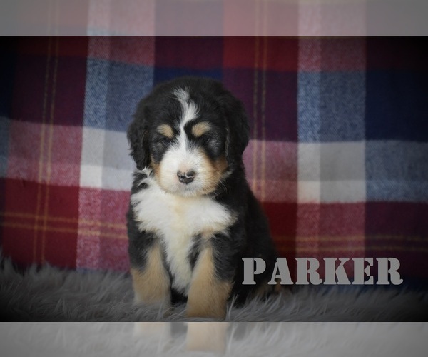 Medium Photo #1 Bernedoodle Puppy For Sale in ARCANUM, OH, USA