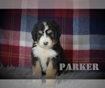 Small Photo #1 Bernedoodle Puppy For Sale in ARCANUM, OH, USA