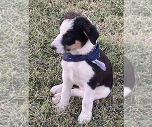 Texas Heeler Puppy for sale in CENTRALIA, IL, USA
