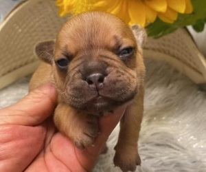 French Bulldog Puppy for sale in TRACYS LANDING, MD, USA