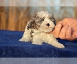 Small Photo #7 Poodle (Toy) Puppy For Sale in DYERSBURG, TN, USA