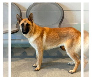 Mutt Dogs for adoption in Stevens Point, WI, USA