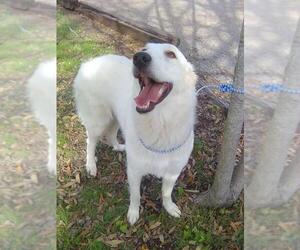 Elene - Female Great Pyrenees Dog for Adoption - Photo #11
