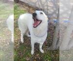 Small #10 Great Pyrenees